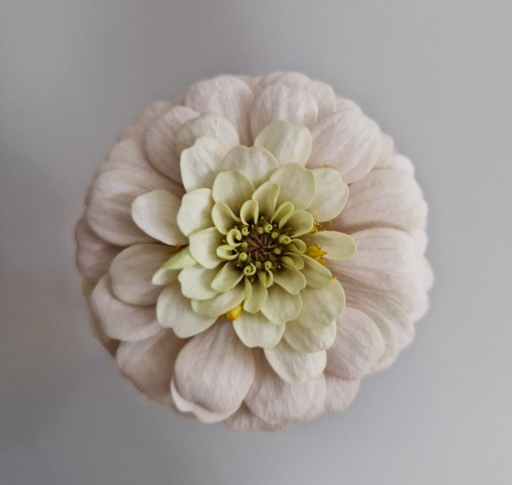 Sommarfika Zinnia